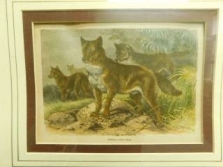 P3 1880s Engraved Hand Coloured Print ‘dingos’ Birdseye Huon Pine Frame