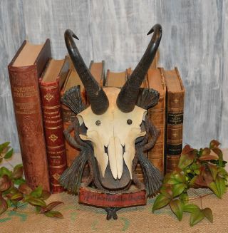 Antique Black Forest German Carved Wood Plaque Chamois Horns Mount Dated 1930