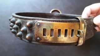 Antique Dog Collar Brass Leather 1800s Bullet Studs 19th Century French Old Rare 3
