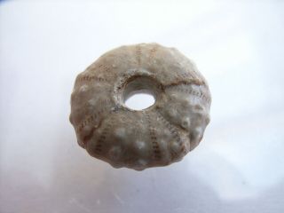 1 Ancient Neolithic Sea Urchin Bead,  Stone Age,  Very,  Yery Rare Top