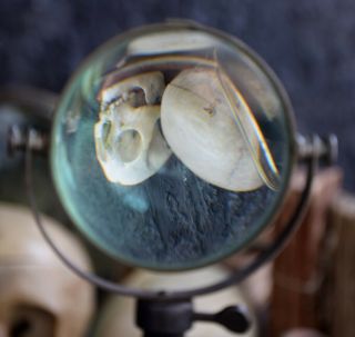 Rare Early 20th Century Adjustable Jewellers Magnified Glass 3