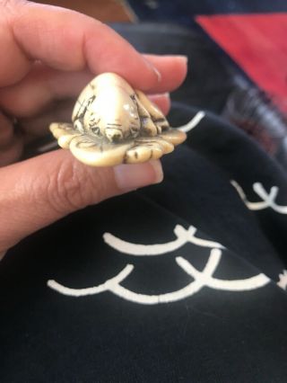 Meji Katabori Netsuke Resting Warthog/Pig 6