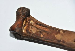 Papua Guinea Ritual Bone Dagger 3