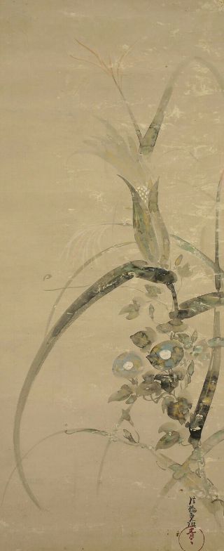 掛軸1967 Japanese Hanging Scroll : Ogata Korin " Corn And Morning Glory " @e102