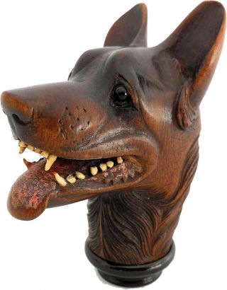 1880 Exceptional Carving Dog Wolf Of The Black Forest.  Glass Eyes,  Bone Teeth