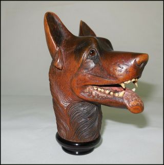 1880 Exceptional carving dog wolf of the Black Forest.  Glass eyes,  bone teeth 2