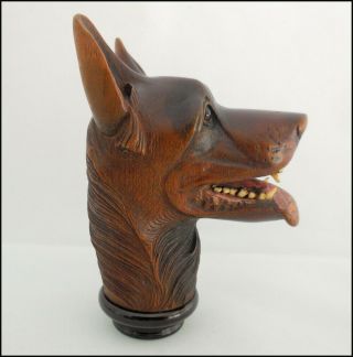 1880 Exceptional carving dog wolf of the Black Forest.  Glass eyes,  bone teeth 5