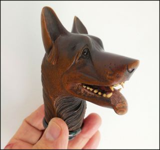 1880 Exceptional carving dog wolf of the Black Forest.  Glass eyes,  bone teeth 8