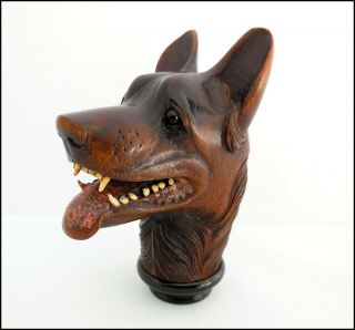 1880 Exceptional carving dog wolf of the Black Forest.  Glass eyes,  bone teeth 9