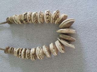 tribal currency necklace Boiken Papua Guinea Conusshell 2