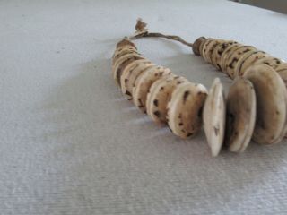 tribal currency necklace Boiken Papua Guinea Conusshell 5