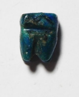 Zurqieh - As5704 - Ancient Egypt,  Rare Tooth Amulet.  600 - 300 B.  C