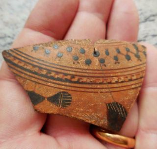 Fine Ancient Greek Painted Pottery Fragment With Fish 500bc Found France