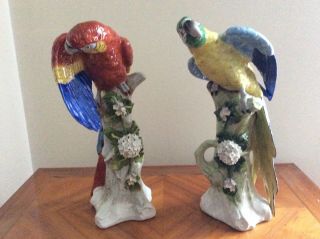 Volkstedt Dresden Sitzendorf Couple Macaw Parrot Porcelain Colourful Seldom Item