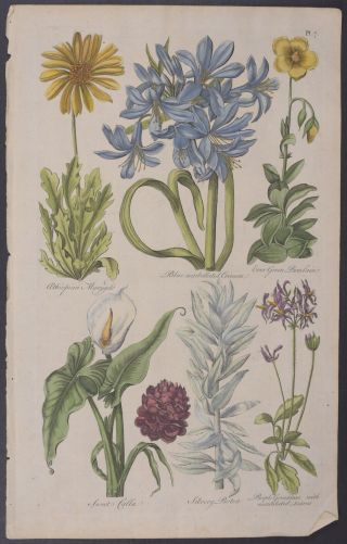 Hill - Sea Daffodil,  Aloe.  15 - 1757 Eden: Or,  A Compleat Body Of Gardening…