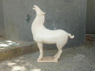 27 Inch Huge Tang Sancai Glazed Potterytur White Standing Bending Martial Horse