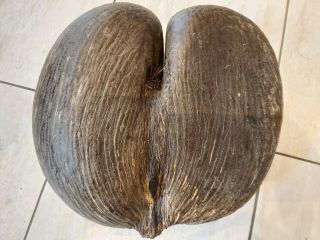 Coco De Mer Nut From The Seychelles