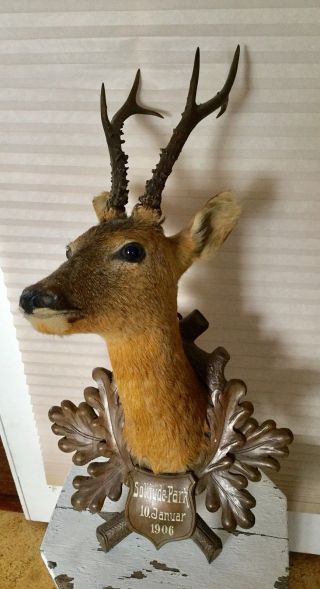 Antique 1906 Taxidermy Deer On Carved Black Forest Oak Plaque,  Solitude Park 2