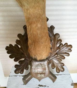 Antique 1906 Taxidermy Deer On Carved Black Forest Oak Plaque,  Solitude Park 3