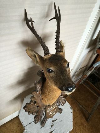 Antique 1906 Taxidermy Deer On Carved Black Forest Oak Plaque,  Solitude Park 4