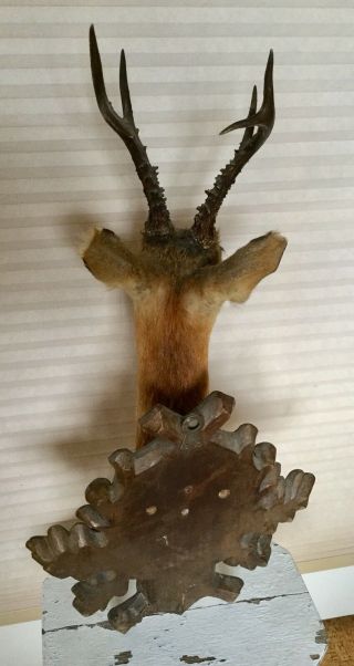 Antique 1906 Taxidermy Deer On Carved Black Forest Oak Plaque,  Solitude Park 5