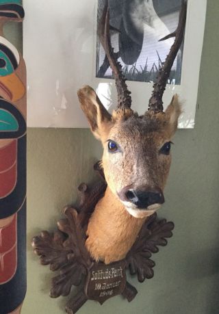 Antique 1906 Taxidermy Deer On Carved Black Forest Oak Plaque,  Solitude Park 9