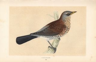 1853 Hand - Colored Antique The Fieldfare Fine Steel Engraved Bird Print