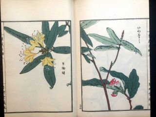 Org Kono Bairei Flowers Colored Woodcut Album Japanese Woodblock Print Book 1