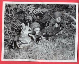1952 K - 9 Wardog On Patrol In Korea 7x9 News Photo