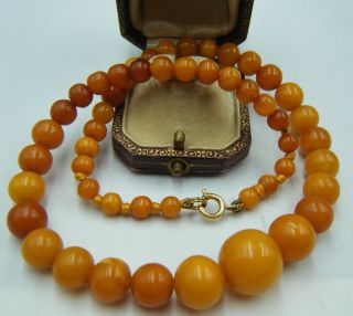 An Antique C1900 ' s 100 Natural Baltic Butterscotch Egg Yolk Amber Bead Necklace 3