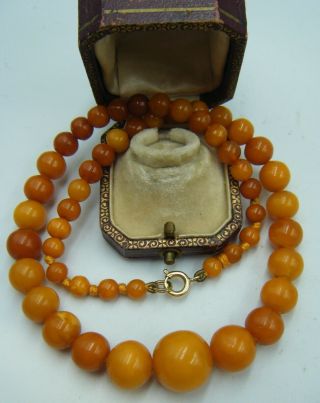 An Antique C1900 ' s 100 Natural Baltic Butterscotch Egg Yolk Amber Bead Necklace 4