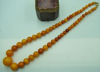 An Antique C1900 ' s 100 Natural Baltic Butterscotch Egg Yolk Amber Bead Necklace 5