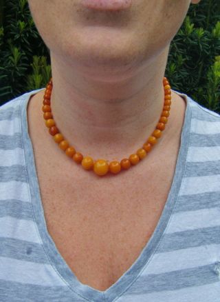 An Antique C1900 ' s 100 Natural Baltic Butterscotch Egg Yolk Amber Bead Necklace 6