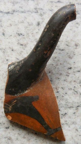 FINE ANCIENT GREEK PAINTED POTTERY FRAGMENT WITH PORPOISE 500BC FOUND FRANCE 3