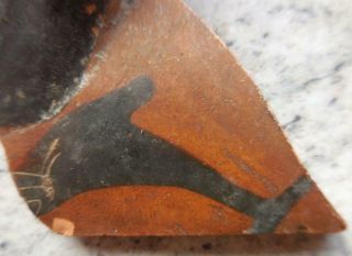 FINE ANCIENT GREEK PAINTED POTTERY FRAGMENT WITH PORPOISE 500BC FOUND FRANCE 4
