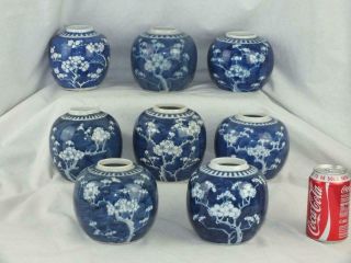 Eight Antique Chinese Porcelain Blue And White Prunus Jars - Circle Marks