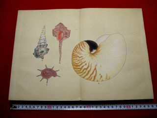 2 - 35 Rare Japanese Kai1 Shellfish Picture Woodblock Print Book