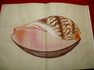 2 - 35 Rare Japanese KAI1 Shellfish picture Woodblock print BOOK 4