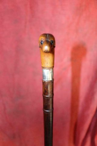 19th Century Carved Folk Art Dog Head Cane W/Glass Eyes Silver Collar & Iron Tip 3