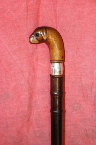 19th Century Carved Folk Art Dog Head Cane W/Glass Eyes Silver Collar & Iron Tip 5