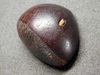 Rare Gimmicked Chestnut Netsuke 18 - 19thc Japanese Edo Antique For Inro