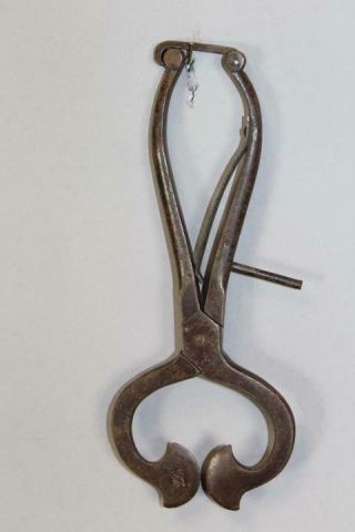 Great Early 18th C American Wrought Iron Sugar Nippers Surface