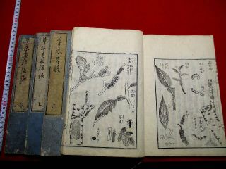 3 - 50 Japanese Horticulture Gardening Woodblock Print 4 Book S