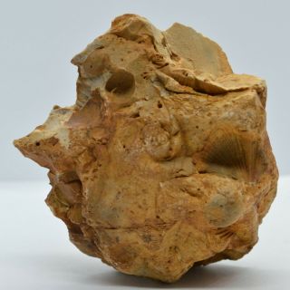 Rock Art Statuette / Anthropomorphic Human Head Paleolithic Stone 150000 - 50000bc