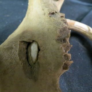 old wild BOAR TUSK in pig jawbone / full circle and grown into bone Indiana barn 11