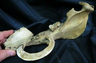 Old Wild Boar Tusk In Pig Jawbone / Full Circle And Grown Into Bone Indiana Barn