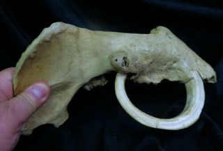 old wild BOAR TUSK in pig jawbone / full circle and grown into bone Indiana barn 2