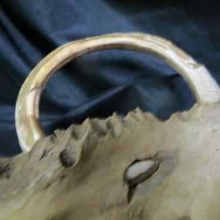 old wild BOAR TUSK in pig jawbone / full circle and grown into bone Indiana barn 3