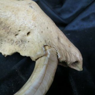 old wild BOAR TUSK in pig jawbone / full circle and grown into bone Indiana barn 4