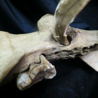 old wild BOAR TUSK in pig jawbone / full circle and grown into bone Indiana barn 5